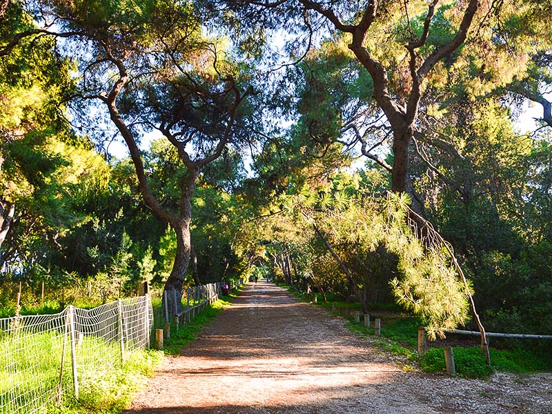 Δάσος Ξυλοκάστρου (Πευκιάς) | Πελοπόννησος Search